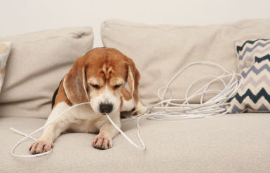 Illustration : L&rsquo;hyperesth&eacute;sie chez le chat