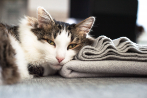 Illustration : "La leucose féline (FeLV)"