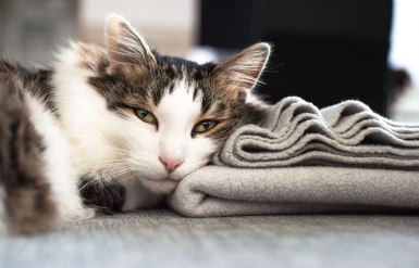 Illustration : La leucose f&eacute;line (FeLV)