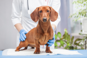 Illustration : "Le diabète chez le chien"