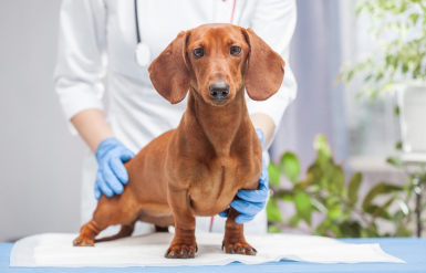 Illustration : Le diab&egrave;te chez le chien