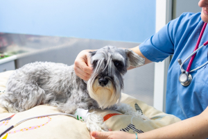 Illustration : "L’insuffisance rénale chez le chien"