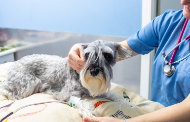 Illustration : Obtenir un remboursement pour les soins dentaires de son chien