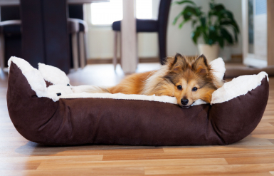 Illustration : G&eacute;rer l&rsquo;agressivit&eacute; chez son rongeur