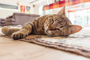 Illustration : "L'épilepsie chez le chat"