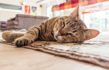 Illustration : L'&eacute;pilepsie chez le chat