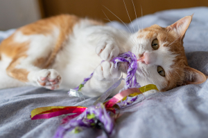 Illustration : "Identifier et traiter une occlusion intestinale chez son chat"