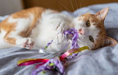 Illustration : La constipation chez le chat