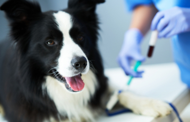 Illustration : Le co&ucirc;t de la premi&egrave;re ann&eacute;e d&rsquo;adoption d&rsquo;un chiot