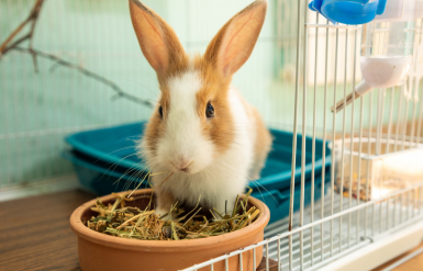 Illustration : Pr&eacute;parer son chat &agrave; une intervention de st&eacute;rilisation