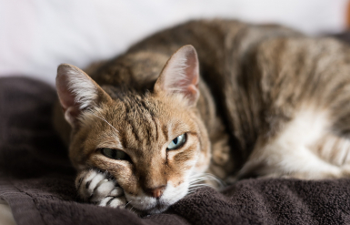 Illustration : L'arthrose chez le chat