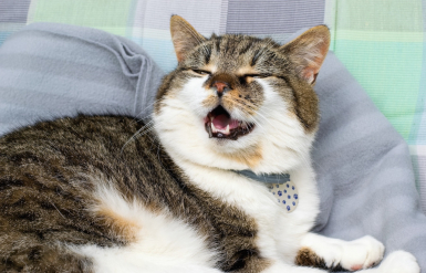 Illustration : Retirer les &eacute;pillets dangereux pour son chien