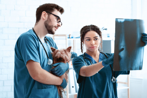 Illustration : "Le coût et le remboursement d’une radiographie pour chien"