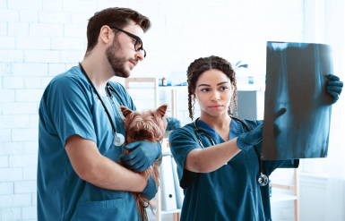 Illustration : Prendre soin des pattes et des coussinets de son chien