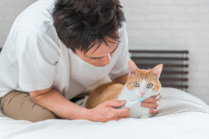 Illustration : "Brosser les dents de son chat"