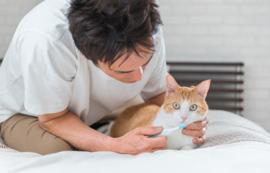 Illustration : Nettoyer les yeux de son chat