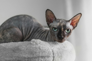 Illustration : "Entretenir le pelage d'un chat sans poil"