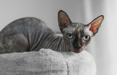 Illustration : Entretenir le pelage d'un chat sans poil