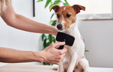 Illustration : Les maladies dentaires chez le chien