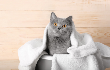 Illustration : Nettoyer un chat couvert de goudron, d&rsquo;huile moteur ou de peinture