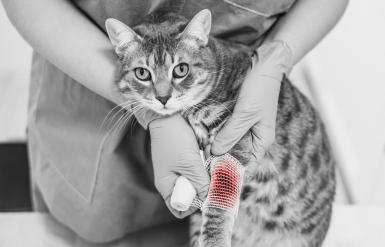 Illustration : G&eacute;rer un chat qui mange trop vite