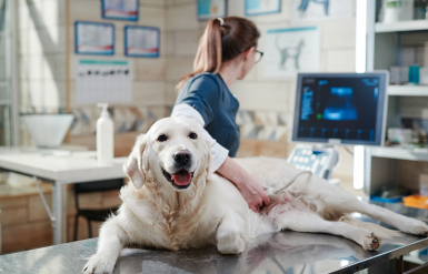 Illustration : Comprendre les exclusions dans un contrat d&rsquo;assurance chien