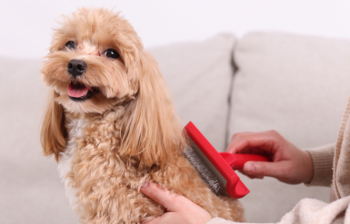 Illustration : Les maladies chroniques chez le chat &acirc;g&eacute;