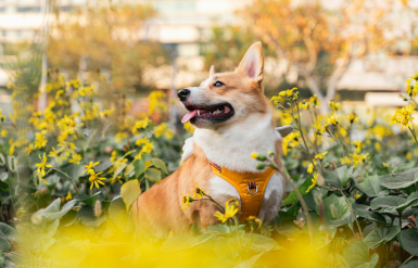 Illustration : Identifier les sympt&ocirc;mes d&rsquo;un AVC chez son chien