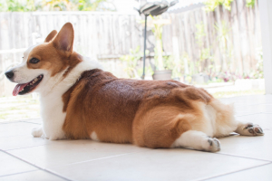 Illustration : "Entretenir les glandes anales de son chien"