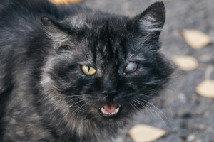 Illustration : "Combien coûte une opération de la cataracte pour un chat et quelle prise en charge par l'assurance ?"