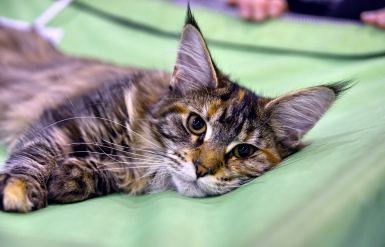 Illustration : L'asthme et les allergies respiratoires chez le chat 