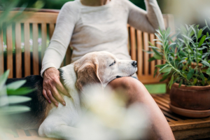 Illustration : "Assurer son vieux chien"