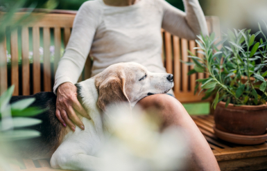 Illustration : Les maladies cardiaques chez le chien