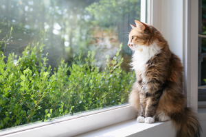 Illustration : "Les différences entre une assurance pour chat d’intérieur ou d’extérieur"