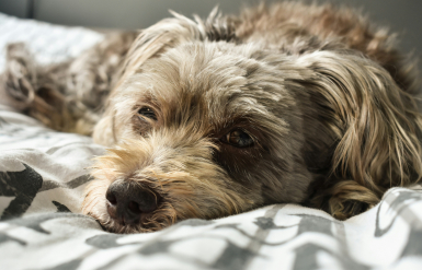Illustration : Identifier les aliments toxiques pour son chien