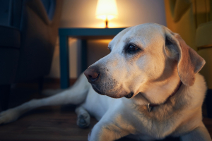 Illustration : "L’assurance chien couvre-t-elle les urgences de nuit ?"