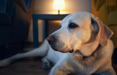 Illustration : L&rsquo;assurance chien couvre-t-elle les urgences de nuit ?