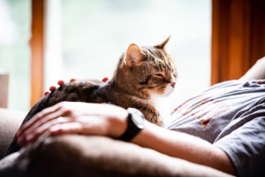 Illustration : "Choisir les croquettes de son chat qui grossit en vieillissant"