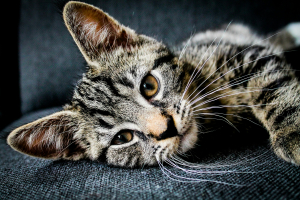 Illustration : "5 idées reçues sur les franchises d'assurance pour chat à démystifier"