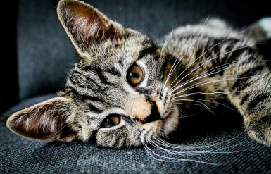 Illustration : Laver son chat