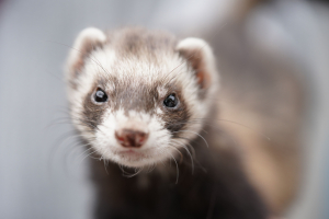 Illustration : "Assurance NAC 2026 : pourquoi les furets et les lapins deviennent les animaux prioritaires des assureurs"