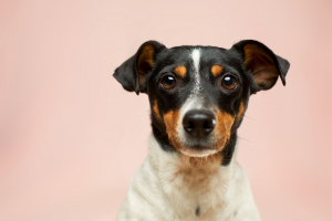 Illustration : "Les 10 erreurs à éviter lors de la souscription de votre assurance chien"