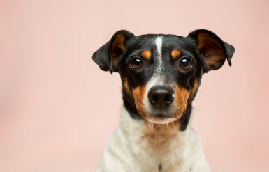 Illustration : Calmer un chiot qui pleure la nuit