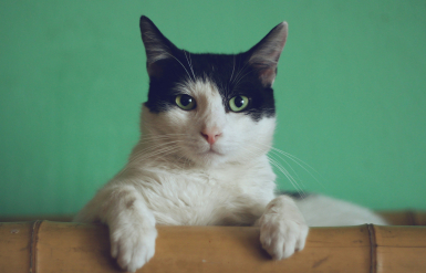 Illustration : La rage chez le chat