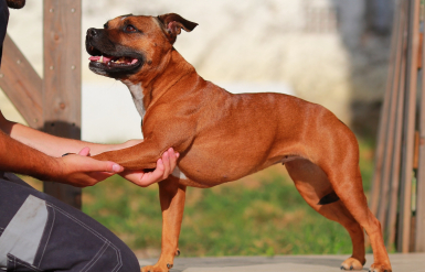 Illustration : La prise en charge par l&rsquo;assurance des analyses sanguines pour chien