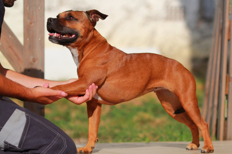 Declaration Assurance Degat Chien