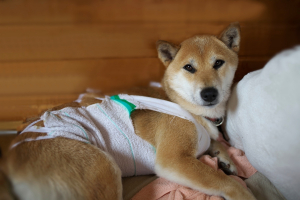 Illustration : "Le remboursement d’une hospitalisation longue durée par l’assurance chien"