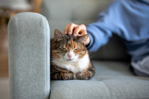 Illustration : "L’assurance pour chat d’intérieur"