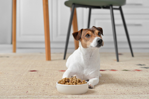 Illustration : "Prévenir les problèmes de santé de votre chien avec une alimentation de qualité"