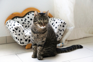 Illustration : "L'assurance pour chat est-elle vraiment réservée aux propriétaires aisés ?"